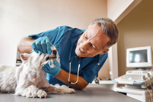 Best Emergency Tooth Extraction in Towaoc, CO